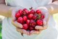 Young Caucasian Woman Girl Holds in Hands Handful of Organic Freshly Picked Sweet Cherries in Garden. Green Grass in Background Royalty Free Stock Photo