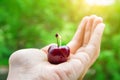 Young Caucasian Woman Holding on Hand Palm Ripe Juicy Sweet Cherry in Green Summer Garden. Golden Sunlight. Healthy Superfoods Royalty Free Stock Photo