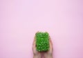 Young Caucasian Woman Holding in Hand Pot with Fresh Green Sprouts of Water Cress on Pastel Pink Background. Gardening Health Royalty Free Stock Photo