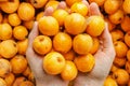 Young Caucasian woman holds in hands bunch of freshly picked ripe juicy bright orange medlar loquat fruits