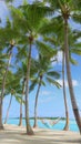 Young woman on holiday swaying under the palms in a comfortable rope hammock. Royalty Free Stock Photo