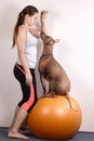 Young caucasian woman in sport wear teach a trick with big hairless dog for delicacy. Dog sits on fit ball. Royalty Free Stock Photo