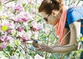 Young caucasian woman takes photo with smartphone of sakura tree Royalty Free Stock Photo