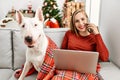 Young caucasian woman using laptop and talking on the smartphone sitting with dog by christmas tree at home Royalty Free Stock Photo