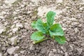 Young cauliflower plant in crumbled soil from close