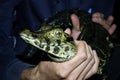 Young cayman in hands. Jungle, Tambopata, Peru Royalty Free Stock Photo