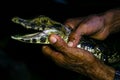 Young cayman in hands. Jungle, Tambopata, Peru Royalty Free Stock Photo