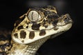 Young cayman head big eyes reptile Royalty Free Stock Photo
