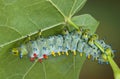 Young cecropia caterpillar Royalty Free Stock Photo