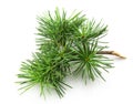 young cedar Royalty Free Stock Photo