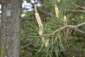 Young cedar pine cones and needles  on the background of cedar wood Royalty Free Stock Photo