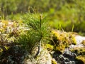 Young cedar sprout on a stone in the wild Royalty Free Stock Photo