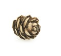 Cedarwood pinecone