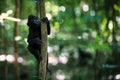 Young Celebes Crested Black Macaque in the forest of Tangkoko National Park, Sulawesi, Indonesia