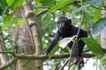 Young Celebes crested macaque (Macaca nigra), Sulawesi, Indonesia