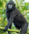 Young Celebes crested macaque Macaca nigra in Tangkoko National Park, Sulawesi, Indonesia.