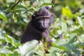 Young Celebes crested Macaque