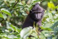 Young Celebes crested Macaque