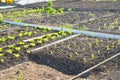 Young celeriac and lettuce plants on a vegetable garden patch Royalty Free Stock Photo