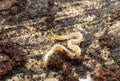 Young centipede on pine wood Royalty Free Stock Photo