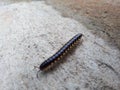 Young Centipede Royalty Free Stock Photo