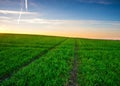 Young cereal field sunset Royalty Free Stock Photo