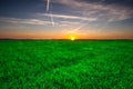 Young cereal field sunset Royalty Free Stock Photo