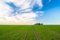 Young cereal field sunset Royalty Free Stock Photo