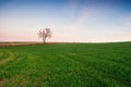 Young cereal field sunset Royalty Free Stock Photo