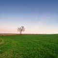 Young cereal field sunset Royalty Free Stock Photo