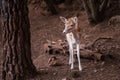 Young Cervus Dama Deer Royalty Free Stock Photo