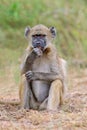 Young chacma baboon - Chobe National Park