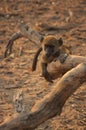 A young Chacma baboon in a fallen tree