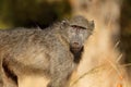 Young chacma baboon - Kruger National Park