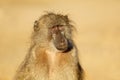 Young chacma baboon portrait