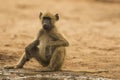 Young Chacma Baboon sitting by water's edge