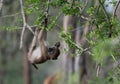 Young chacma baboon in tree