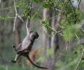 Young chacma baboon in tree