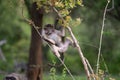 Young chacma baboon in tree