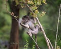 Young chacma baboon in tree