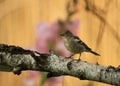 Young Chaffinch Fringilla coelebs perching in the morning ligh