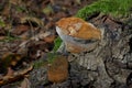 Young Chaga mushroom - Inonotus obliquus