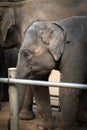 Young chained elephant behind bars