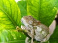 Young Chameleon 1 Royalty Free Stock Photo
