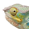 Young Chameleon Furcifer Pardalis - Ankify