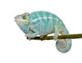 Young Chameleon Furcifer Pardalis - Nosy Be Royalty Free Stock Photo