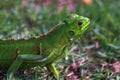 Young chameleon on the ground with dewdrop on the head Royalty Free Stock Photo