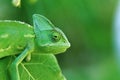 A young Chameleon on a leaf