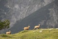 Young chamois Royalty Free Stock Photo