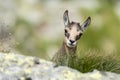 Young chamois behind a rock